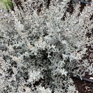 1 gallon - GardenGhost™ Artemesia (ARTEMISIA GARDEN GHOST) - 1 gallon - 1 gallon