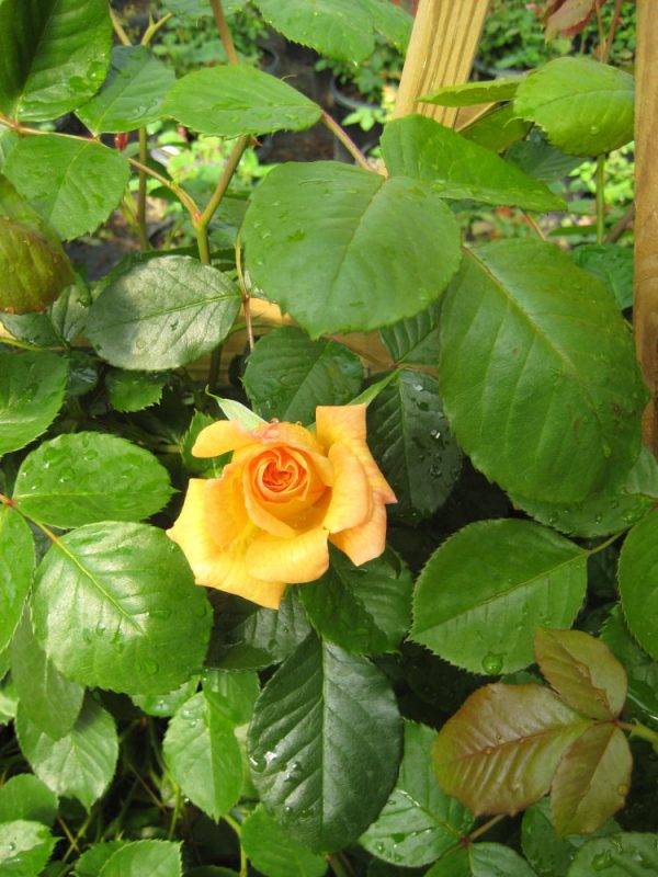 2 gallon - Garden Sun Climbing Rose (ROSE CL. GARDEN SUN) - 2 gallon - 2 gallon