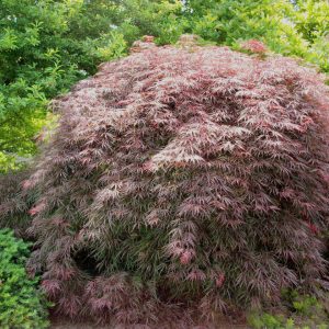 3 gallon 15" - Garnet Laceleaf Japanese Maple (ACER P.D. GARNET) - 3 gallon 15" - 3 gallon 15"