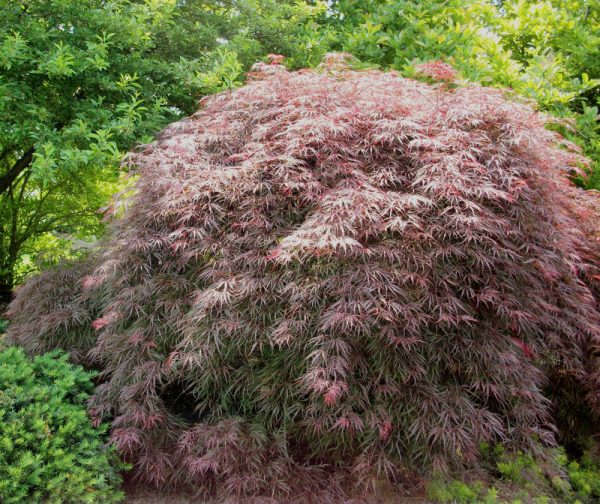 3 gallon 15" - Garnet Laceleaf Japanese Maple (ACER P.D. GARNET) - 3 gallon 15" - 3 gallon 15"