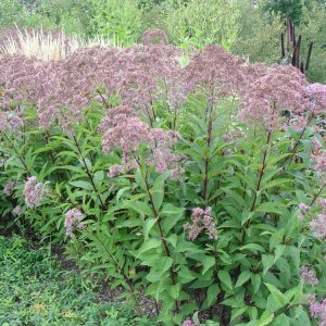 2 gallon - Gateway Joe-Pye Weed (EUPATORIUM M. GATEWAY) - 2 gallon - 2 gallon