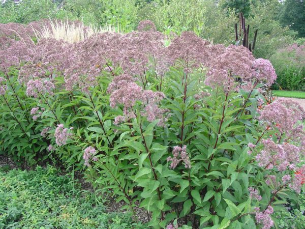 2 gallon - Gateway Joe-Pye Weed (EUPATORIUM M. GATEWAY) - 2 gallon - 2 gallon