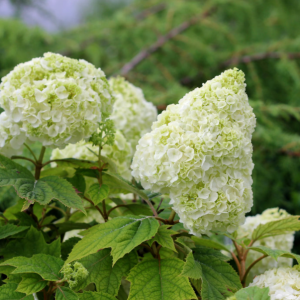 3 gallon - Gatsby Moon® Oakleaf hydrangea (HYDRANGEA QU. GATSBY MOON) - 3 gallon - 3 gallon