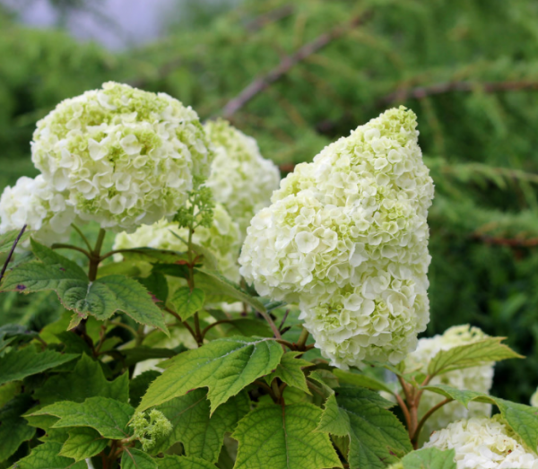 3 gallon - Gatsby Moon® Oakleaf hydrangea (HYDRANGEA QU. GATSBY MOON) - 3 gallon - 3 gallon