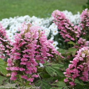 3 gallon - Gatsby Pink® Oakleaf hydrangea (HYDRANGEA QU. GATSBY PINK) - 3 gallon - 3 gallon