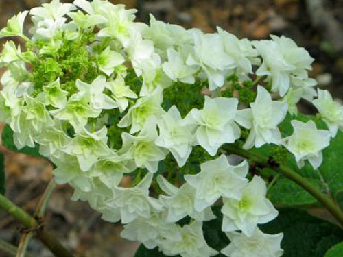 1 gallon - Gatsby Star® Oakleaf Hydrangea (HYDRANGEA QU. GATSBY STAR) - 1 gallon - 1 gallon