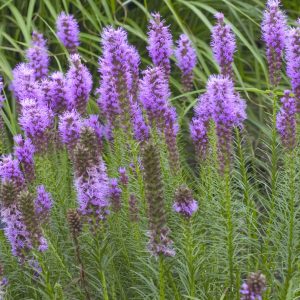 1 gallon - Gay Feather/Blazing Star (LIATRIS SPICATA) - 1 gallon - 1 gallon
