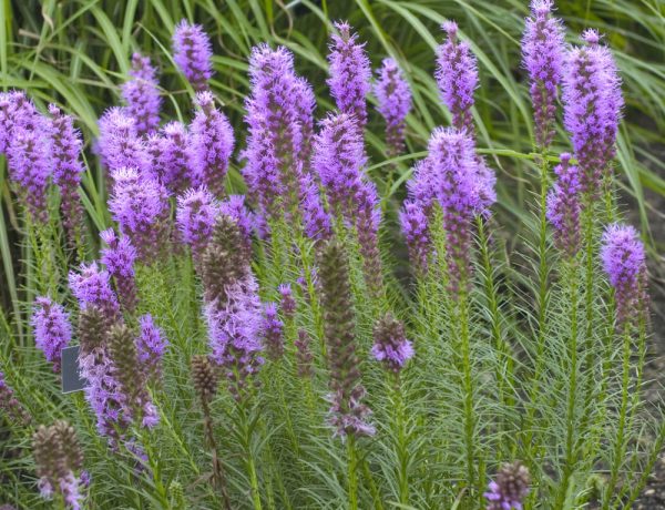 1 gallon - Gay Feather/Blazing Star (LIATRIS SPICATA) - 1 gallon - 1 gallon