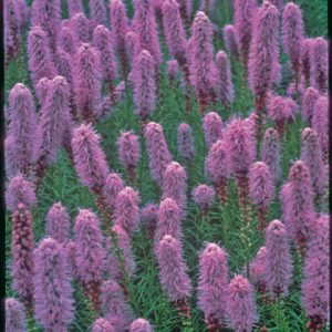 1 gallon - Gayfeather (LIATRIS KOBOLD) - 1 gallon - 1 gallon