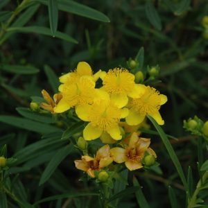 2 gallon 10" - Gemo St. Johnswort (HYPERICUM GEMO) - 2 gallon 10" - 2 gallon 10"
