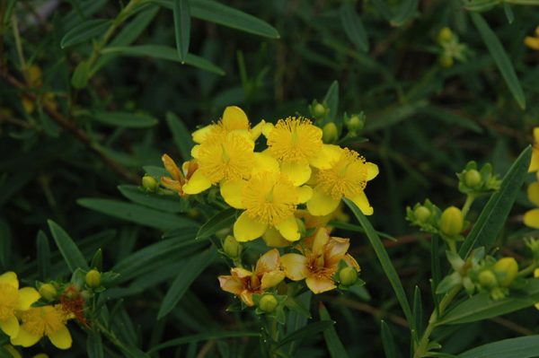 2 gallon 10" - Gemo St. Johnswort (HYPERICUM GEMO) - 2 gallon 10" - 2 gallon 10"