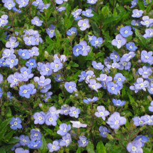 1 gallon - Georgia Blue Creeping Speedwell (VERONICA PEDUN. GEORGIA BLUE) - 1 gallon - 1 gallon