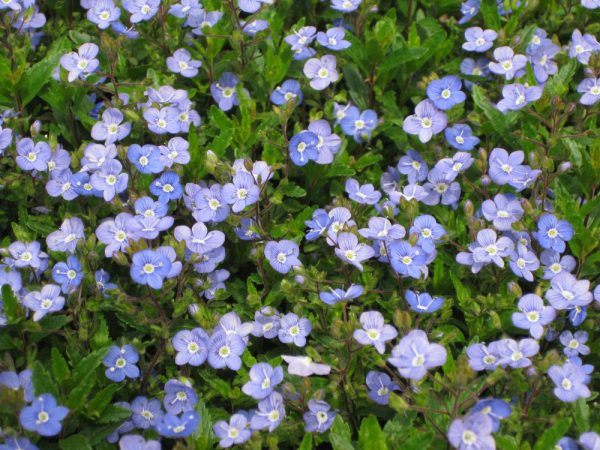 1 gallon - Georgia Blue Creeping Speedwell (VERONICA PEDUN. GEORGIA BLUE) - 1 gallon - 1 gallon