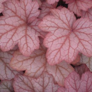 1 gallon - Georgia Peach Coral Bells (HEUCHERA GEORGIA PEACH) - 1 gallon - 1 gallon