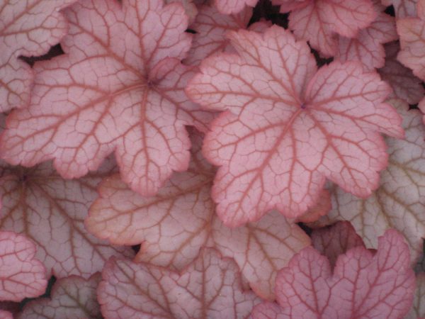 1 gallon - Georgia Peach Coral Bells (HEUCHERA GEORGIA PEACH) - 1 gallon - 1 gallon