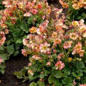 1 gallon - Geum Pretticoats™ Peach  (GEUM PRETTICOATS PEACH) - 1 gallon - 1 gallon