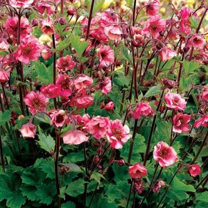 1 gallon - Geum Tempo™ Rose (GEUM TEMPO ROSE) - 1 gallon - 1 gallon