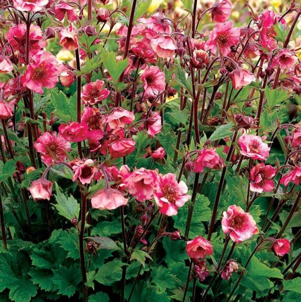 1 gallon - Geum Tempo™ Rose (GEUM TEMPO ROSE) - 1 gallon - 1 gallon
