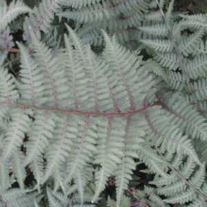1 gallon - Ghost Fern (FERN -GHOST) - 1 gallon - 1 gallon
