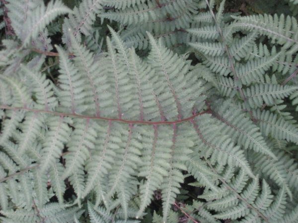 1 gallon - Ghost Fern (FERN -GHOST) - 1 gallon - 1 gallon