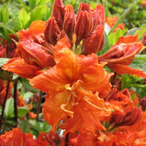 3 gallon 15" - Gibraltar Azalea (AZALEA EX. GIBRALTAR) - 3 gallon 15" - 3 gallon 15"