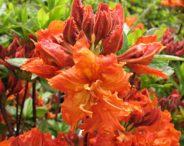 3 gallon 15" - Gibraltar Azalea (AZALEA EX. GIBRALTAR) - 3 gallon 15" - 3 gallon 15"