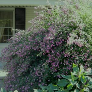 3 gallon 15" - Gibraltar Bush Clover (LESPEDEZA THUNBERGII GIBRALTAR) - 3 gallon 15" - 3 gallon 15"