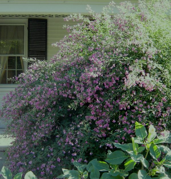 3 gallon 15" - Gibraltar Bush Clover (LESPEDEZA THUNBERGII GIBRALTAR) - 3 gallon 15" - 3 gallon 15"