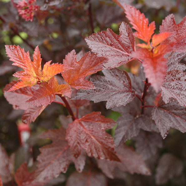 3 gallon 15" - Ginger Wine® Ninebark (PHYSOCARPUS O. GINGER WINE) - 3 gallon 15" - 3 gallon 15"