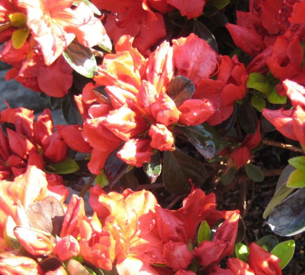 1 gallon - Girard’s Crimson Azalea (AZALEA GIRARDS CRIMSON) - 1 gallon - 1 gallon