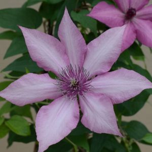 1 gallon - Giselle™ Clematis (CLEMATIS GISELLE) - 1 gallon - 1 gallon