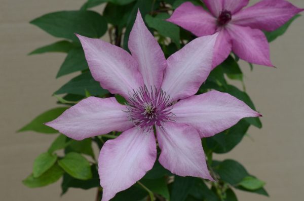1 gallon - Giselle™ Clematis (CLEMATIS GISELLE) - 1 gallon - 1 gallon