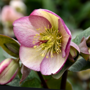 1 gallon - Glenda’s Gloss Lenten Rose (HELLEBORUS FROSTKISS GLENDAS GLOSS) - 1 gallon - 1 gallon