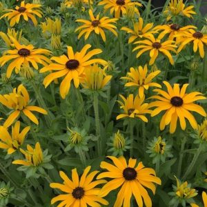 1 gallon - Glitters LIke Gold Black Eyed Susan (RUDBECKIA X GLITTERS LIKE GOLD) - 1 gallon - 1 gallon