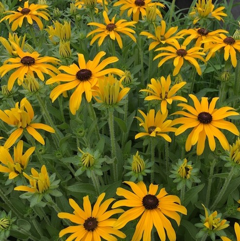 1 gallon - Glitters LIke Gold Black Eyed Susan (RUDBECKIA X GLITTERS LIKE GOLD) - 1 gallon - 1 gallon