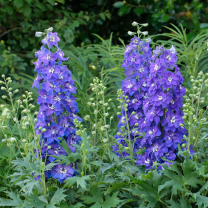 1 gallon - Glitzy larkspur (DELPHINIUM DEL GLITZY) - 1 gallon - 1 gallon