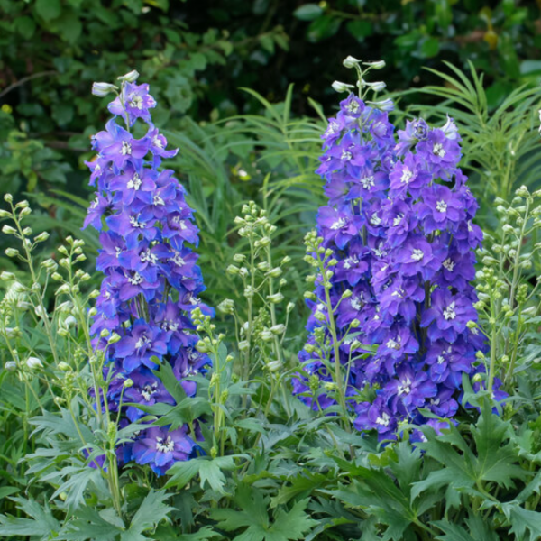 1 gallon - Glitzy larkspur (DELPHINIUM DEL GLITZY) - 1 gallon - 1 gallon