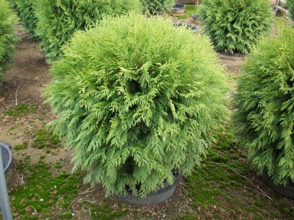 3 gallon 12" - Globe Arborvitae (THUJA OCC. WOODWARDII) - 3 gallon 12" - 3 gallon 12"