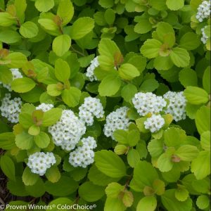 3 gallon 15" - Glow Girl® Birchleaf Spirea (SPIRAEA BET. GLOW GIRL) - 3 gallon 15" - 3 gallon 15"