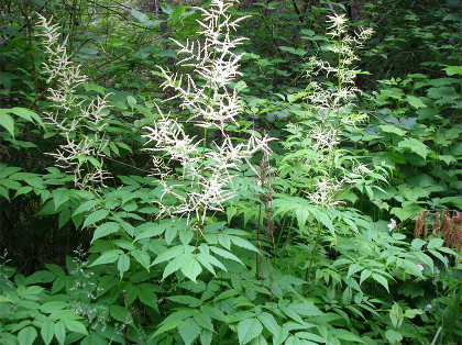 1 gallon - Goat’s Beard (ARUNCUS DIOICUS) - 1 gallon - 1 gallon
