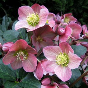 1 gallon - Gold Collection® Merlin Lenten Rose (HELLEBORUS MERLIN) - 1 gallon - 1 gallon