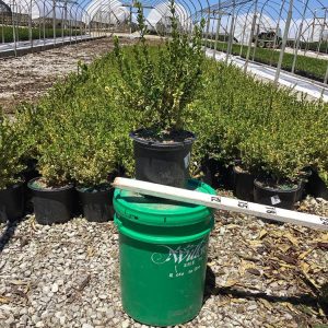 1 gallon 8" - Gold Gem Variegated Boxwood (BUXUS GOLD GEM) - 1 gallon 8" - 1 gallon 8"