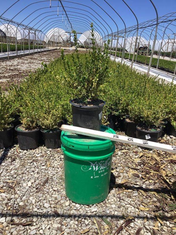 1 gallon 8" - Gold Gem Variegated Boxwood (BUXUS GOLD GEM) - 1 gallon 8" - 1 gallon 8"