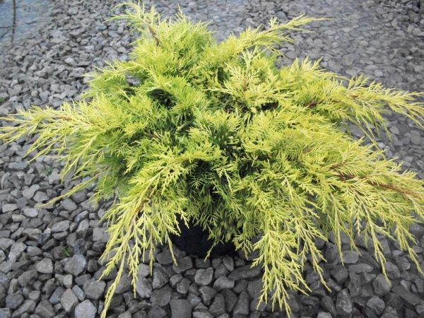 3 gallon 12 to 15" - Gold Lace™ Juniper (JUNIPER C. GOLD LACE) - 3 gallon 12 to 15" - 3 gallon 12 to 15"