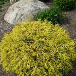 2 gallon 12" - Gold Mop Cypress (CHAM. P. F. MOPS) - 2 gallon 12" - 2 gallon 12"