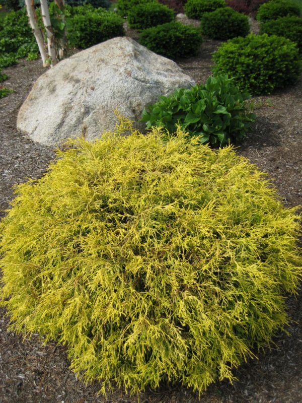 3 gallon 15" - Gold Mop Cypress (CHAM. P. F. MOPS) - 3 gallon 15" - 3 gallon 15"