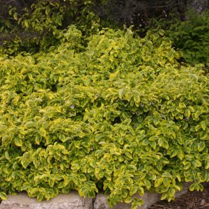 2 gallon 10" - Gold Splash® Wintercreeper (EUONYMUS FOR. GOLD SPLASH) - 2 gallon 10" - 2 gallon 10"
