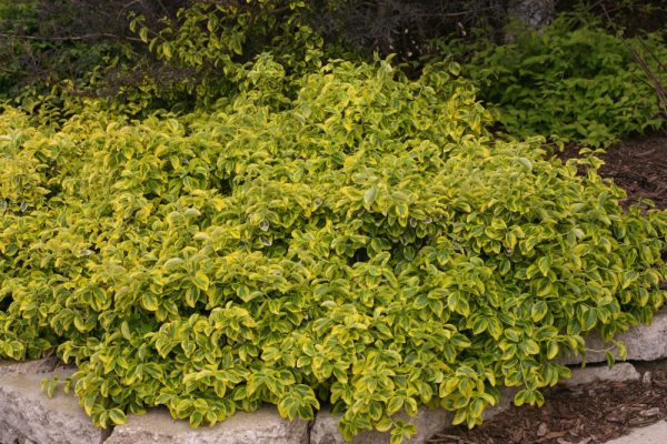 2 gallon 10" - Gold Splash® Wintercreeper (EUONYMUS FOR. GOLD SPLASH) - 2 gallon 10" - 2 gallon 10"