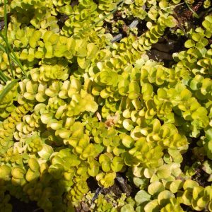 1 gallon - Golden Creeping Jenny (N&C LYSIMACHIA NUMMULARIA AUREA) - 1 gallon - 1 gallon