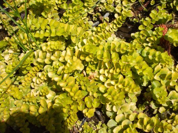 1 gallon - Golden Creeping Jenny (N&C LYSIMACHIA NUMMULARIA AUREA) - 1 gallon - 1 gallon